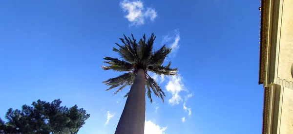 Very High Lonely Trunk Palm Tree Sky Tuscany — Stock Photo, Image