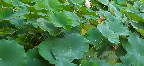 トスカーナのピサの植物公園の新鮮な池の緑の睡蓮 — ストック写真