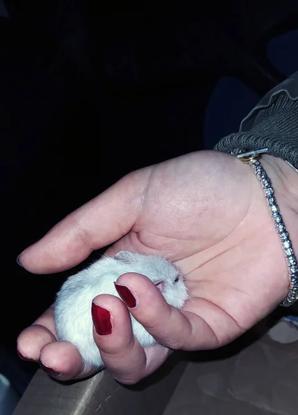 Pequeno Hamster Branco Doméstico Sua Casa Familiarizar — Fotografia de Stock
