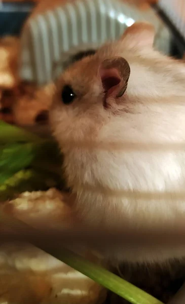 Evindeki Küçük Beyaz Hamster Tanıdık Geliyor — Stok fotoğraf
