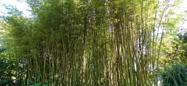 Bamboe Bos Omgeven Door Groen Het Botanische Park Toscane — Stockfoto