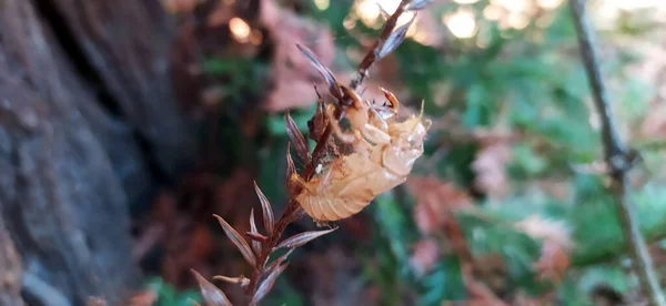野生树枝上干燥的蟑螂昆虫化石 — 图库照片