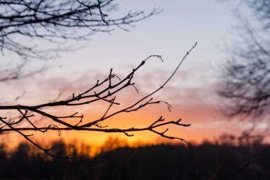 Ağaçların dalları gökyüzüne karşı, çıplak ağaçlar günbatımında