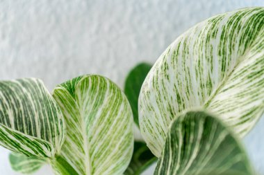 Beyaz duvarın önündeki yeşil ve beyaz ev bitkisi