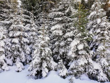 Kış manzarasında karla kaplı ağaçlar