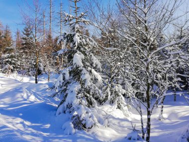 Kış manzarasında karla kaplı ağaçlar