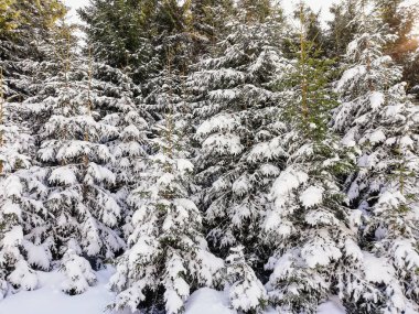 Kış manzarasında karla kaplı ağaçlar