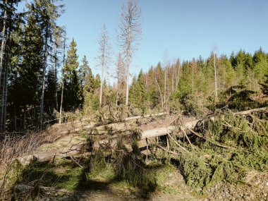 Almanya 'nın Harz Dağları' nda düşen kozalaklı ağaçlar