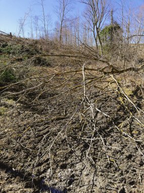 Harz Dağları 'nda güneşli bir bahar günü Kuzey Almanya' daki Ulusal Park 'ta devrilen ağaçlar ve orman tahribatı.