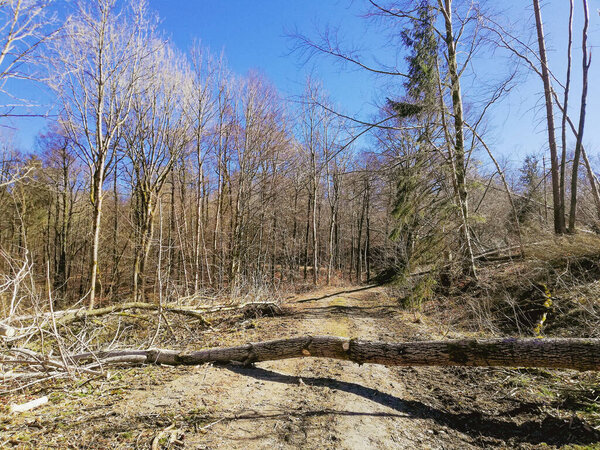 Sunny spring day in the Harz Mountains, fallen trees and deforestation in National Park in Northern Germany
