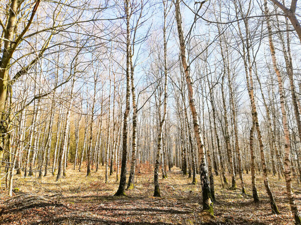 Sunny spring day in the Harz Mountains, bare trees in National Park in Northern Germany