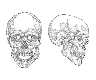 Beyaz arka planda izole edilmiş anatomik insan kafatasları. Vektör çizimi. Eski gravür biçimi.