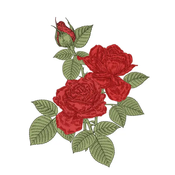 赤いバラの花 白い背景に隔離された3つのバラの花束 ベクトルイラスト ヴィンテージ — ストックベクタ