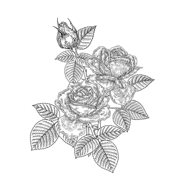Handgezeichnete Rosen Schwarze Und Weiße Rosenblüten Vektorillustration Jahrgang — Stockvektor