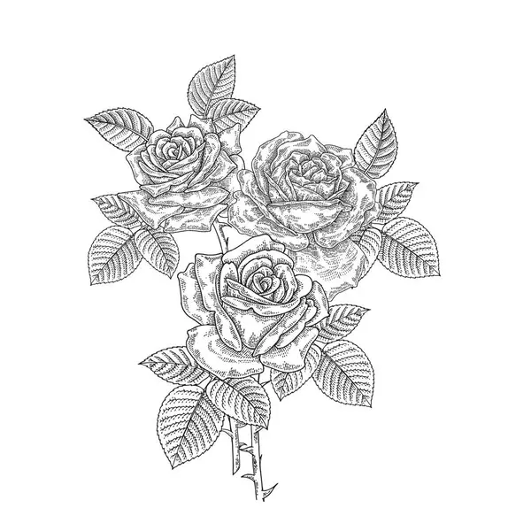 Ασπρόμαυρα Τριαντάφυλλα Μπουκέτο Τριαντάφυλλο Απομονωμένο Λευκό Φόντο Εικονογράφηση Διανύσματος — Διανυσματικό Αρχείο