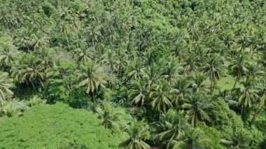 Mindanao, Surigao del Norte 'deki yemyeşil bir dağ ormanı üzerinde nefes kesici bir insansız hava aracı deneyimi yaşayın. Dokunulmamış doğa, canlı yeşil ekosistem ve Asya seyahatlerindeki el değmemiş yaşam alanlarını keşfedin..