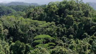 Güney Filipinler 'deki yüksek yağmur ormanı yeşilliklerinin sinematik atmosferik hava görüntülerini izleyin. Bad As Placer 'da çekilen Surigao del Norte, Mindanao, dokunulmamış ekosistemlere ve güneşli gökyüzünün altında canlı biyolojik çeşitliliğe tanık olmaktadır..