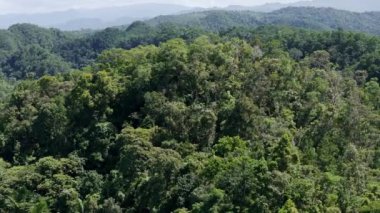 Kendinizi, Güney Filipinler 'in yemyeşil dağ yağmur ormanları üzerinde dönen sinematik bir atmosfere daldırın. Bad As Placer, Surigao del Norte, Mindanao,