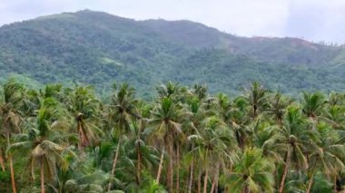 Filipinler 'deki yemyeşil bir tropikal yağmur ormanı üzerinde 4K havadan çekim (sağdan sola).