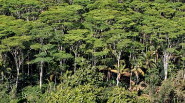 Albizia ve Hindistan cevizi örtüsü Butuan City, Filipinler 'deki Tropikal Orman üzerinde
