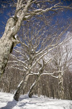 Parco Naturale del Frignano, Pievepelago (MO), Appenino tosco-emiliano: dettagli di alberi innevati nella del Lago Baccio a 1550 metri sul livello del mare