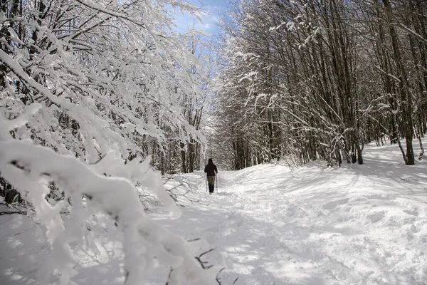 Parco Naturale del Frignano, Pievepelago (MO): direzione del Lago Baccio a metri 1550 sul livello del mare.