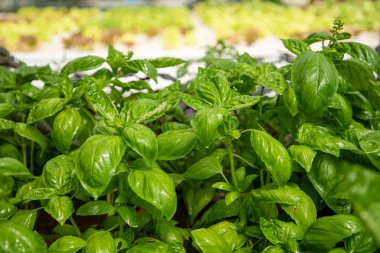 İtalya 'da Ligurian fesleğeni ekimi