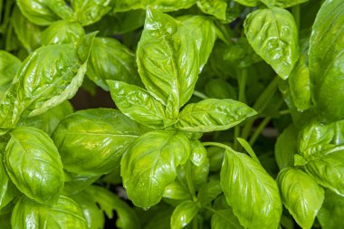 İtalya 'da Ligurian fesleğeni ekimi