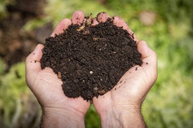 Bereketli toprak ve solucan humusu, sebze yetiştirmek için mükemmel.