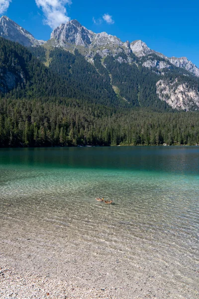 Il lago di Tovel un lago alpino situation ato nella val di Tovel, sul territorio del comune di Ville d 'Anaunia in Val di Non, a ununtitudine di 1177 m. Her şey yolunda, del Parco Naturale Adamello-Brenta.