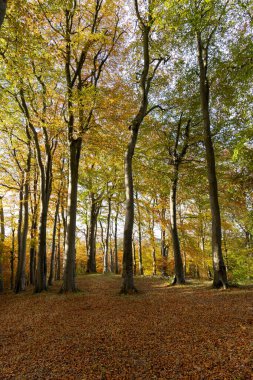 Scotland: The forests around New Lanark on a sunny autumn day