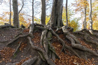 Scotland: The forests around New Lanark on a sunny autumn day