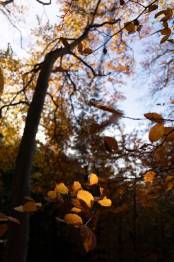 Scotland: The forests around New Lanark on a sunny autumn day