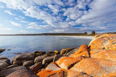 Simgesel liken, Binalong Körfezi, Tazmanya, Avustralya yakınlarındaki Yangınlar Körfezi 'ndeki kayaları ve turkuaz okyanus suyunu kapladı.