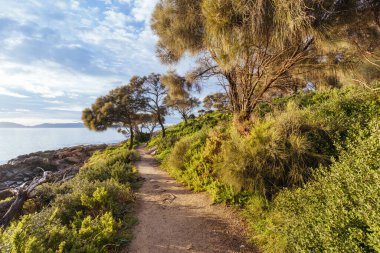 Swansea, Tazmanya Avustralya 'da Loontitetermairrelehoiner Track' ta güzel bir gün doğumu