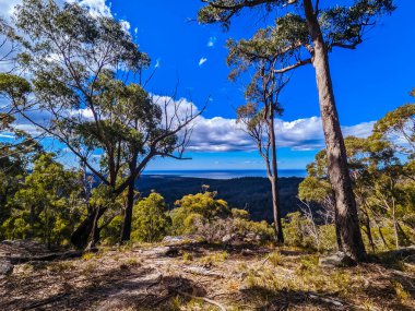 BINALONG BAY, AUSTRALIA - 19 EPTEMBER 2022: Blue Derby dağ bisikleti patikası ağının bir parçası olarak Tazmanya, Avustralya, Binalong Körfezi yakınlarındaki ilkbahar zamanı