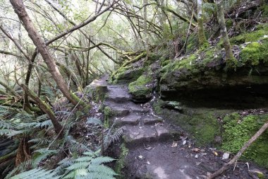 Myrtle Gully Falls yakınlarındaki Wellington Dağı 'nın yamaçlarında yer alan güzel Secret Falls Hobart, Tazmanya, Avustralya' da ılık bir bahar günüdür.