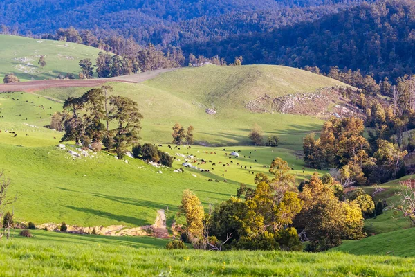 Landskap Nær Solnedgang Kald Solskinnsdag Nær Derby Tasmania Australia – stockfoto