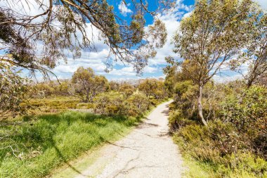 Wallaces Heritage Trail 'deki manzara sıcak bir yaz gününde Falls Creek yakınlarında Victoria Alplerinde, Avustralya