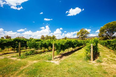King Valley, Victoria, Avustralya 'da Whitfield yakınlarında üzüm ve üzüm bağları var.