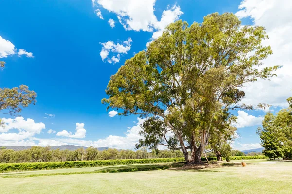 オーストラリア ビクトリア州キングバレーのホワイトフィールド近くのブドウ畑とブドウ — ストック写真