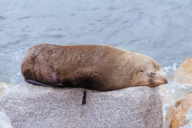 An Australian Fur Seal basks in the sun on rocks in summer near Wagonga Inlet in Narooma, New South Wales, Australia