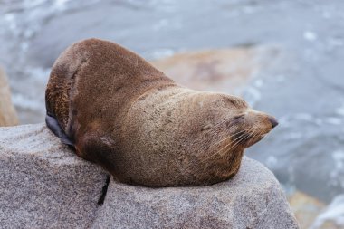 An Australian Fur Seal basks in the sun on rocks in summer near Wagonga Inlet in Narooma, New South Wales, Australia