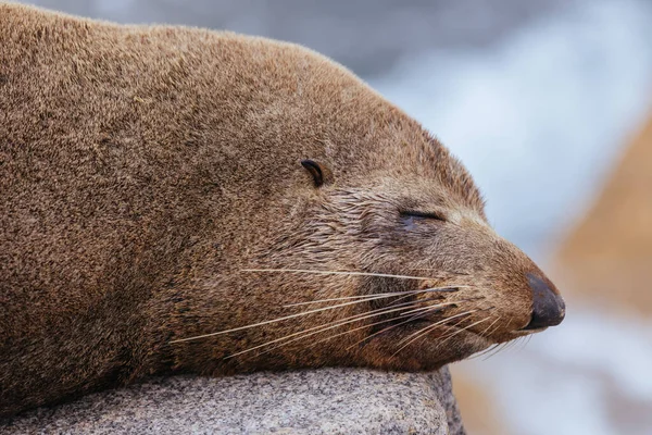 An Australian Fur Seal basks in the sun on rocks in summer near Wagonga Inlet in Narooma, New South Wales, Australia
