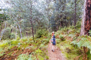Victoria, Avustralya 'daki Buffalo Dağı' nın yamaçlarında yaz boyunca Rollasons Falls yakınlarında manzara ve patika