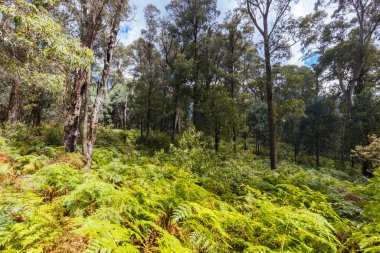 Victoria, Avustralya 'daki Buffalo Dağı' nın yamaçlarında yaz boyunca Rollasons Falls yakınlarında manzara ve patika