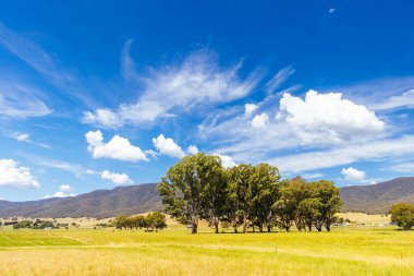 Yazın Keegans Köprüsü 'ndeki Kiewa Nehri' nin çevresindeki manzara ve Avustralya 'daki Victoria Dağı yakınlarındaki Ovens Vadisi' ndeki Streamside Rezervi..