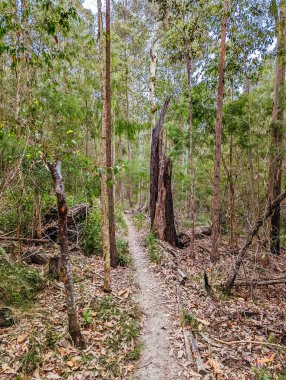 Narooma mountain bike trails in Narooma, New South Wales, Australia