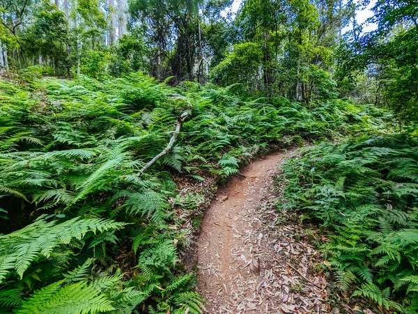 Narooma mountain bike trails in Narooma, New South Wales, Australia