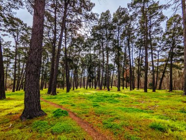 A warm day on mountain bike trails near Castlemaine in Victoria, Australia clipart